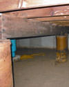 Mold and rot thriving in a dirt floor crawl space in Manhasset