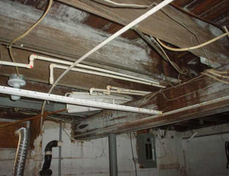 a humid basement overgrown with mold and rot in Port Washington