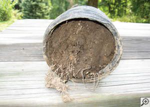 clogged french drain found in Manhasset, Long Island
