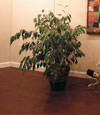 waterproof wood floor for basement remodeling projects in South Valley Stream